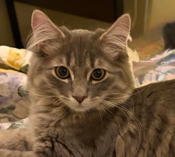 KATZE - Domestic Long Hair cat available for adoption in Alberta