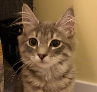 KEDI - Domestic Long Hair cat available for adoption at AARCS in Calgary (1 of 6)
