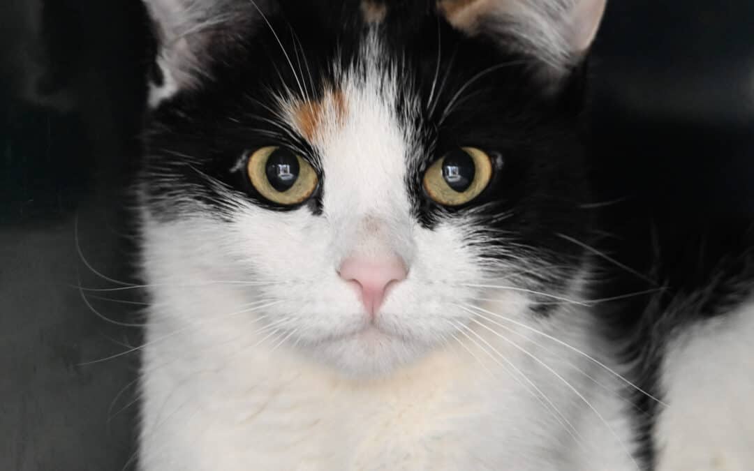 KEEMA - Domestic Short Hair cat available for adoption at AARCS in Calgary