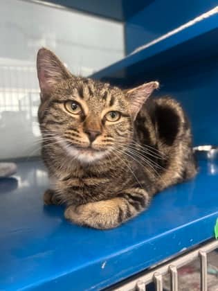 LANCELOT - Domestic Short Hair cat available for adoption at AARCS in Calgary (1 of 6)