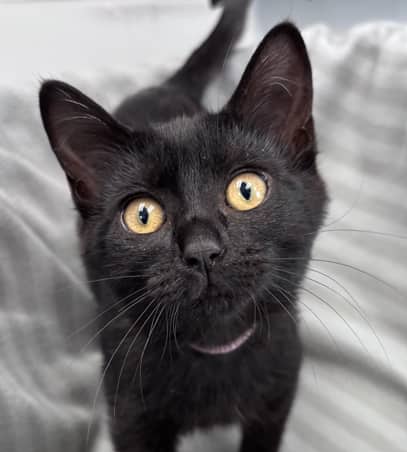 LAURA - Domestic Short Hair available for adoption