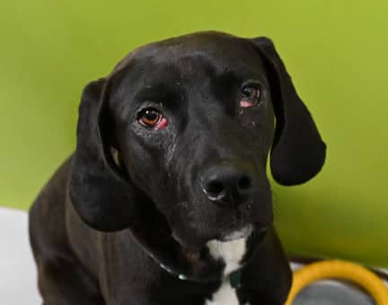 LEASK - Labrador Retriever mixed available for adoption in Alberta