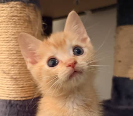 LINCOLN - Domestic Short Hair available for adoption