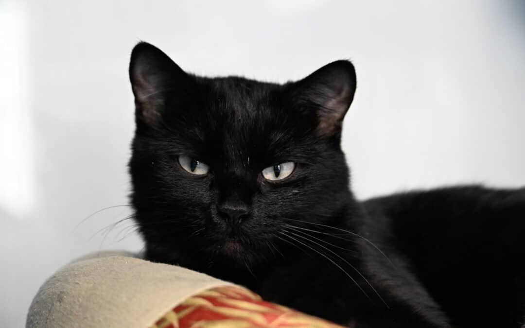LIRA - Domestic Short Hair cat available for adoption at AARCS in Calgary (1 of 5)