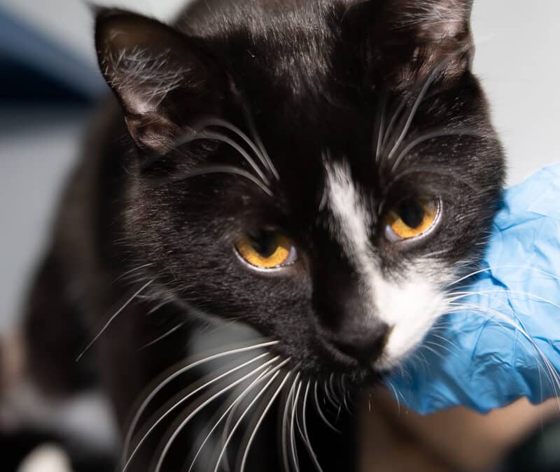 LLAMA - Domestic Short Hair cat available for adoption at AARCS in Calgary (1 of 5)