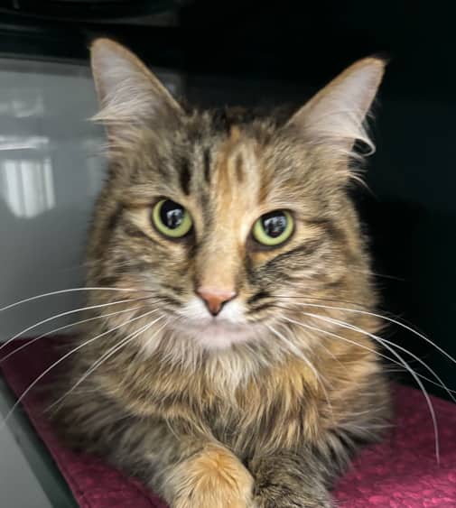LUNA - Domestic Medium Hair cat available for adoption at AARCS in Calgary (1 of 4)