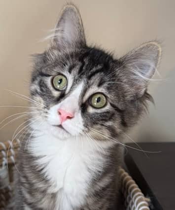 LXI - Domestic Short Hair cat available for adoption at AARCS in Calgary (1 of 6)