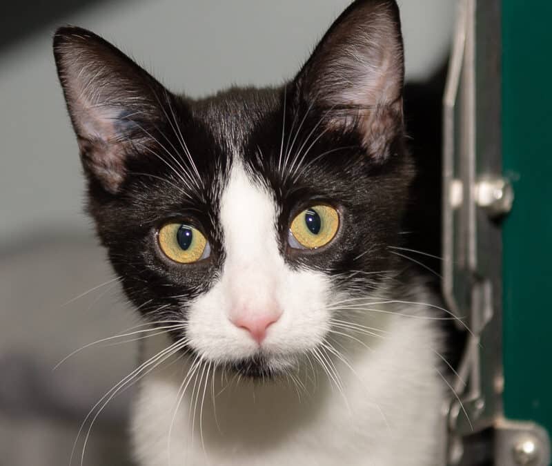 LYCHEE - Domestic Short Hair cat available for adoption at AARCS in Calgary (1 of 4)