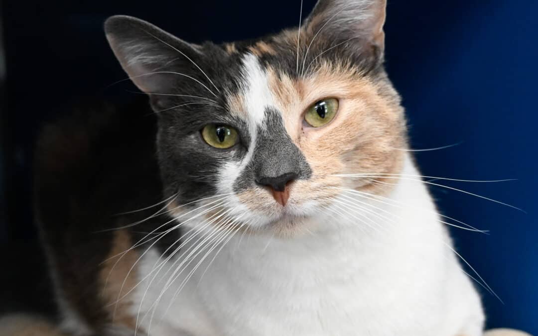 MAGGIE - Domestic Short Hair cat available for adoption at AARCS in Calgary (1 of 5)