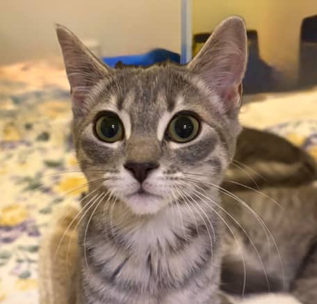 MAO - Domestic Short Hair cat available for adoption at AARCS in Calgary (1 of 5)