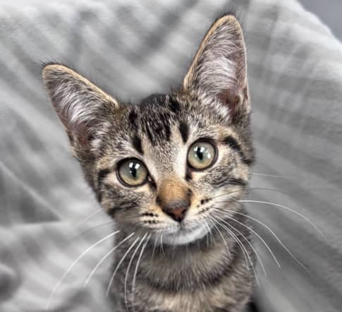 MARTIE - Domestic Short Hair cat available for adoption at AARCS in Calgary (1 of 3)