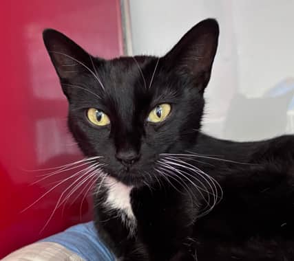 MARTINI - Domestic Short Hair cat available for adoption in Alberta