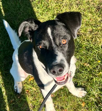 MEMPHIS - Australian Cattle Dog Mixed available for adoption in Alberta