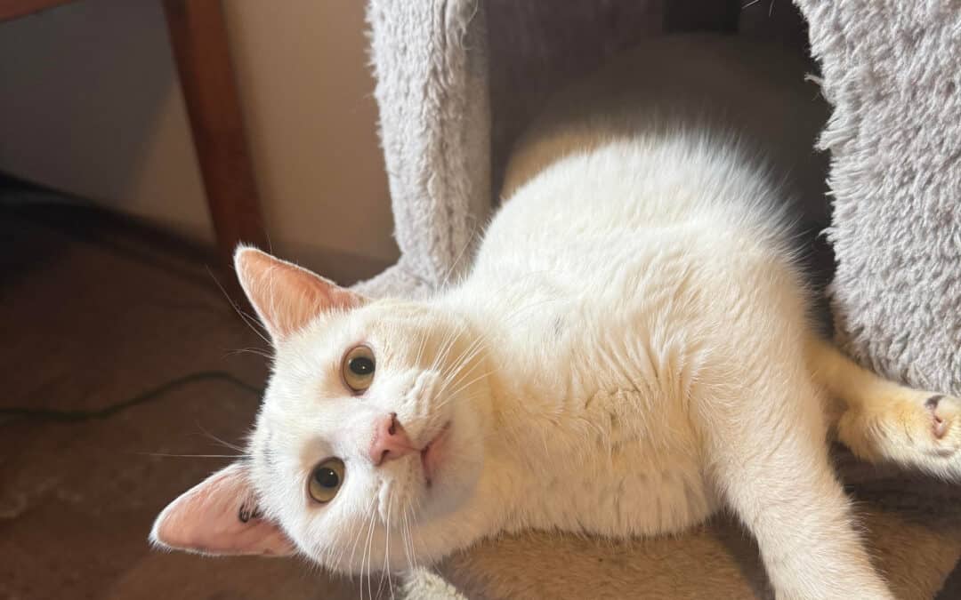 MERLIN - Domestic Short Hair cat available for adoption at AARCS in Calgary (1 of 7)