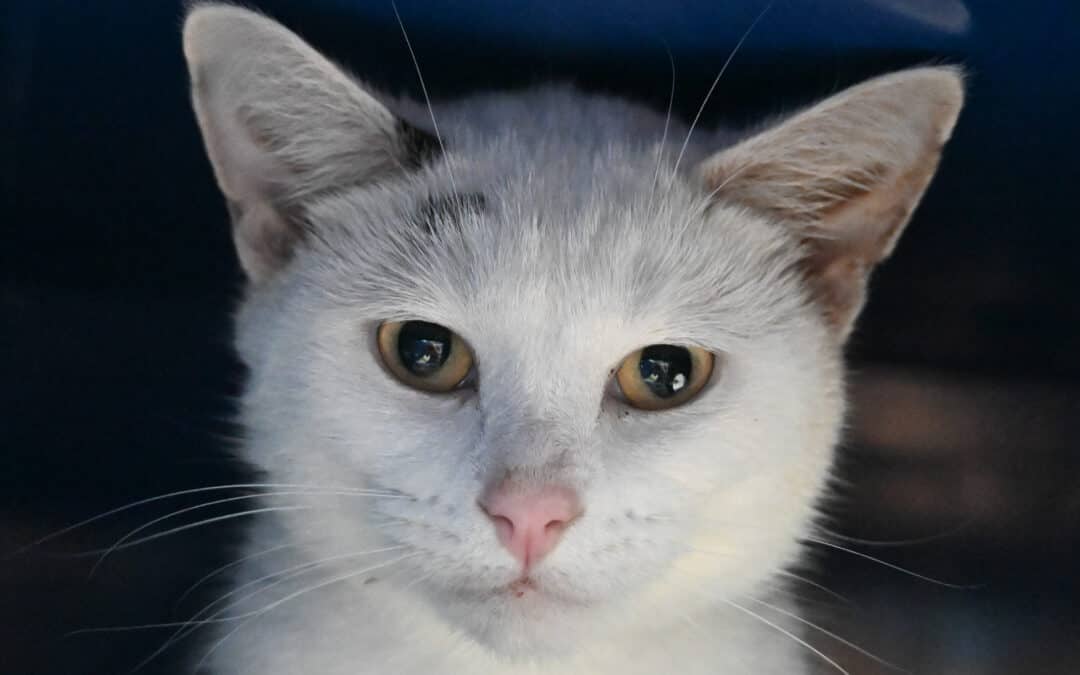 MERLIN - Domestic Short Hair cat available for adoption at AARCS in Calgary (1 of 4)
