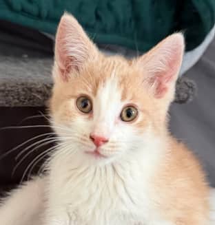 MERRY - Domestic Medium Hair cat available for adoption at AARCS in Calgary (1 of 6)