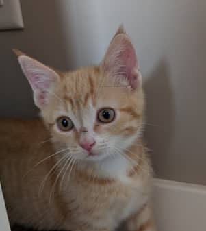MISTRAL - Domestic Short Hair cat available for adoption at AARCS in Calgary (1 of 4)