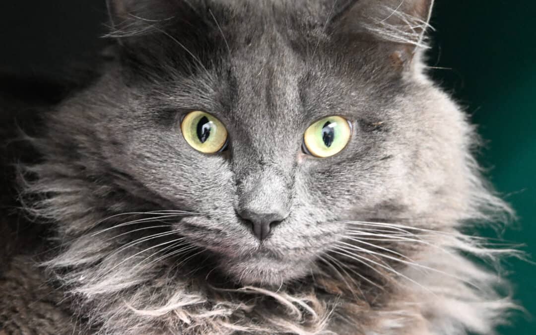 MISTY - Domestic Long Hair cat available for adoption at AARCS in Calgary (1 of 5)