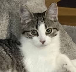 MOHAVE - Domestic Short Hair cat available for adoption at AARCS in Calgary (1 of 2)