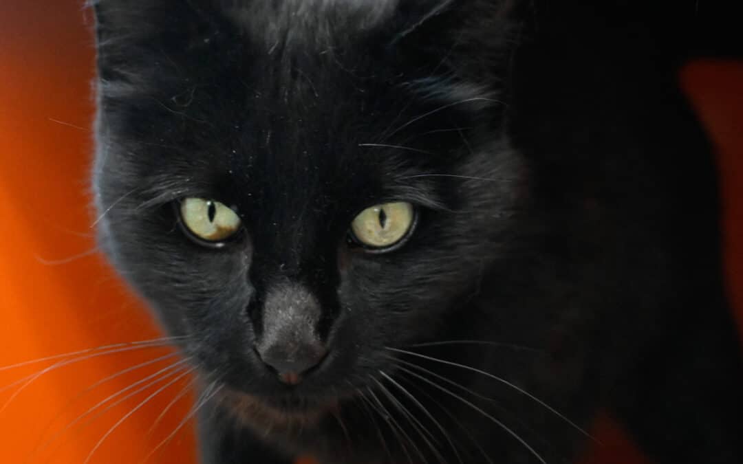 MORDECAI - Domestic Short Hair cat available for adoption at AARCS in Calgary (1 of 5)