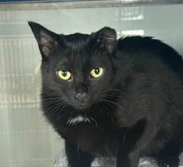 NORBERT - Domestic Short Hair cat available for adoption at AARCS in Calgary (1 of 2)