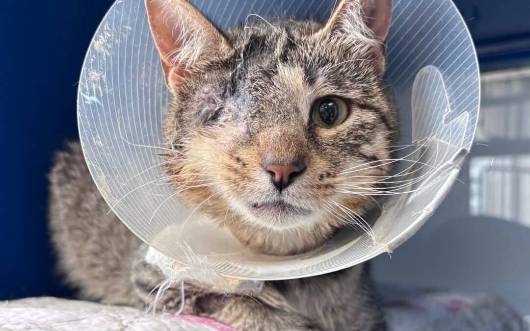 NUTMEG - Domestic Short Hair available for adoption