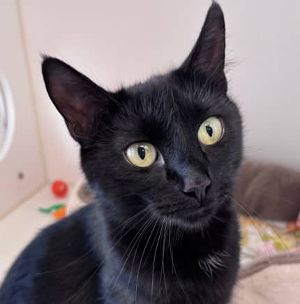 OLIVE - Domestic Short Hair cat available for adoption at AARCS in Calgary (1 of 5)