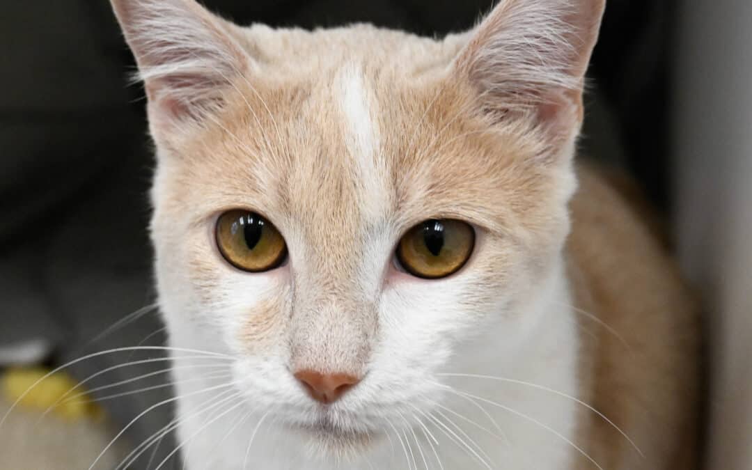 PARTON - Domestic Short Hair cat available for adoption at AARCS in Calgary (1 of 5)