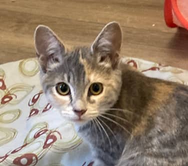 PEPPERMINT PATTY - Domestic Short Hair cat available for adoption in Alberta