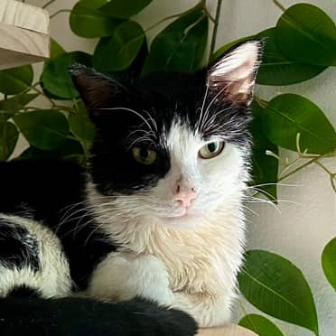 PHAROAH - Domestic Short Hair cat available for adoption at AARCS in Calgary (1 of 6)