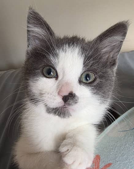 PICCHU - Domestic Short Hair cat available for adoption at AARCS in Calgary (1 of 6)