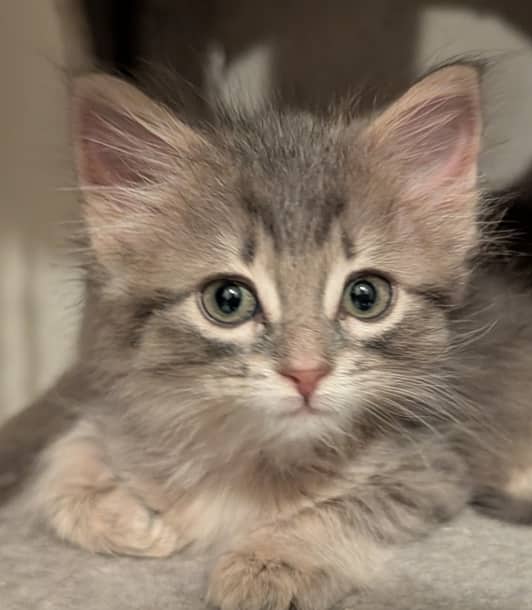 PIGEON - Domestic Medium Hair cat available for adoption at AARCS in Calgary (1 of 2)