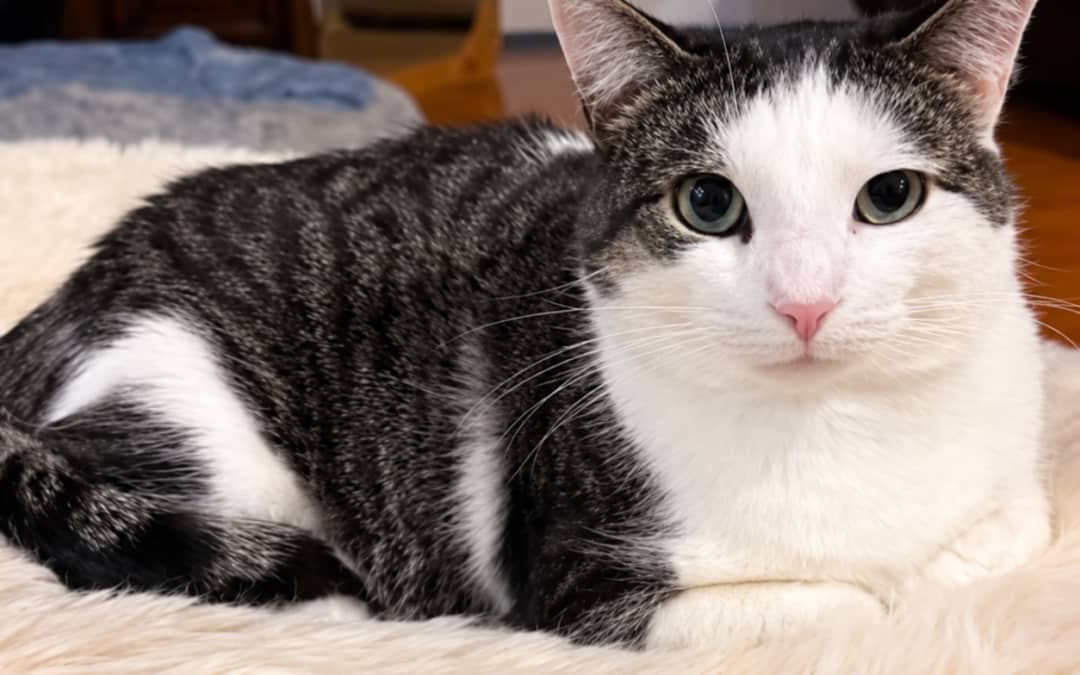 POETTE - Domestic Short Hair cat available for adoption at AARCS in Calgary (1 of 3)