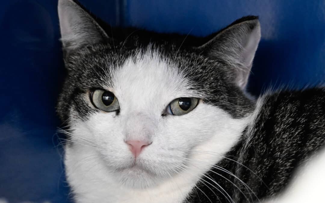 POETTE - Domestic Short Hair cat available for adoption at AARCS in Calgary (1 of 3)