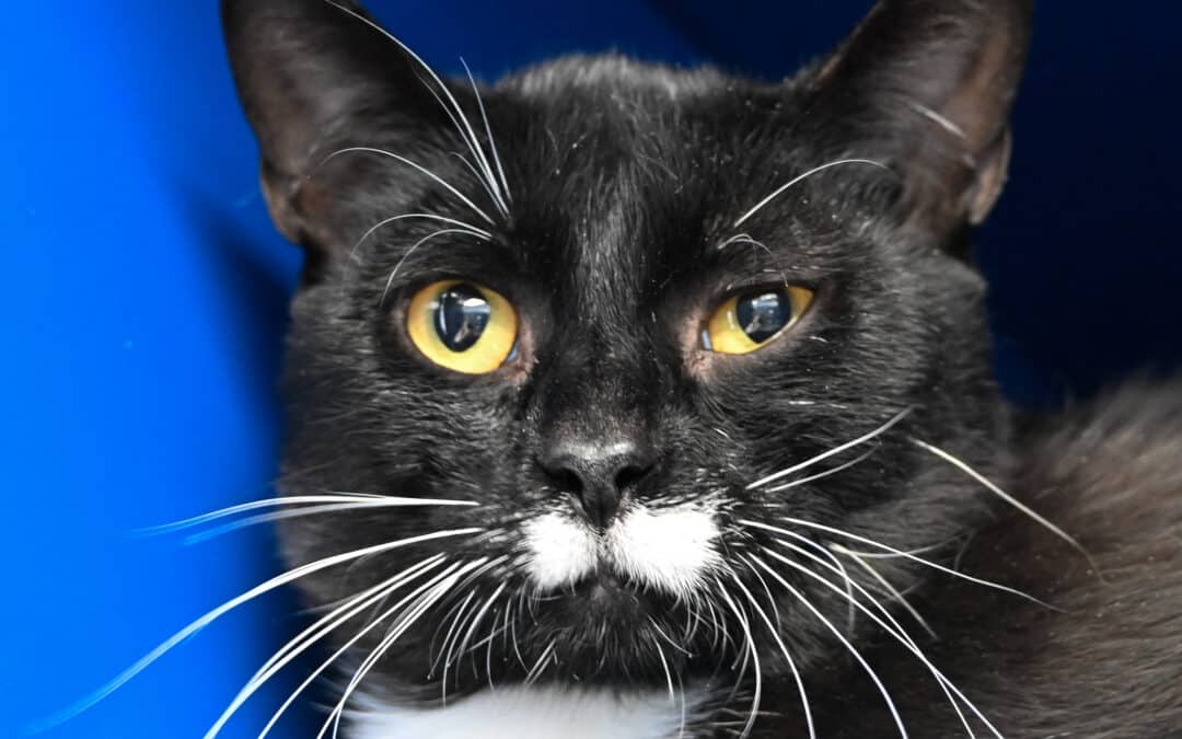 PUMA - Domestic Short Hair cat available for adoption at AARCS in Calgary (1 of 5)
