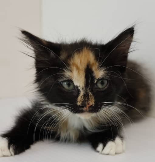 QUEEN - Domestic Medium Hair cat available for adoption at AARCS in Calgary (1 of 6)