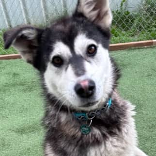REMY - Siberian Husky Mixed available for adoption in Alberta