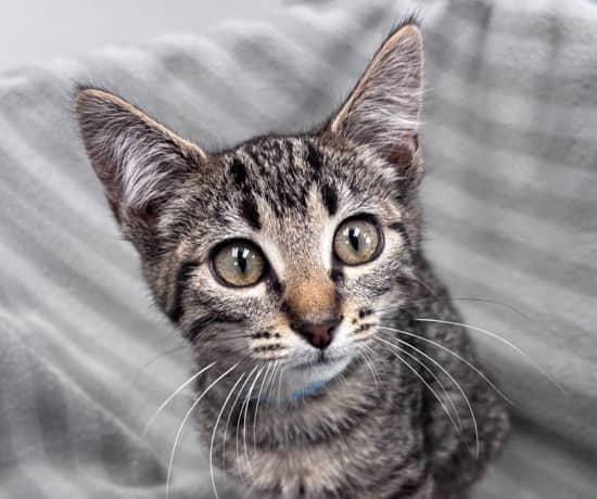 ROBIN - Domestic Short Hair available for adoption