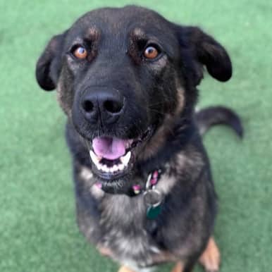 ROCO - German Shepherd Mixed available for adoption in Alberta