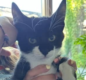 RONIN - Domestic Short Hair available for adoption