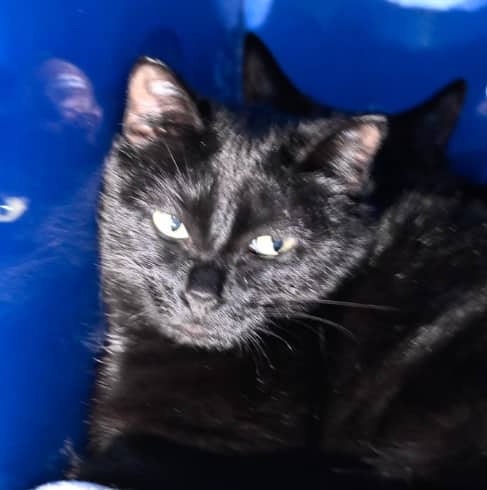 SABINO - Domestic Long Hair cat available for adoption at AARCS in Calgary (1 of 3)