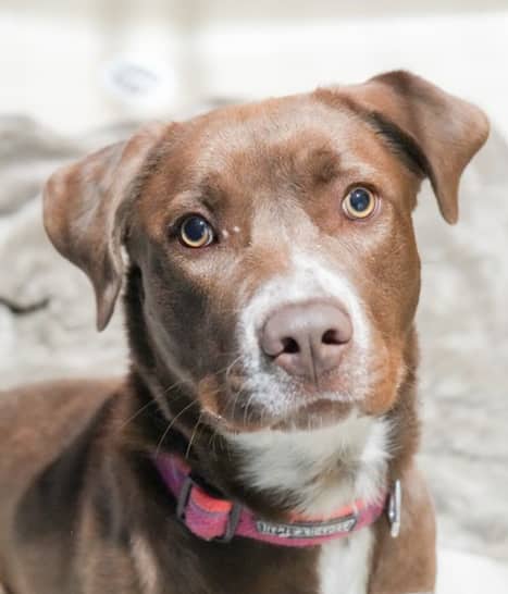 SADIE - Labrador Retriever mixed available for adoption in Alberta