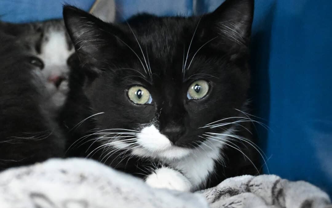 SAHARA - Domestic Long Hair cat available for adoption at AARCS in Calgary (1 of 3)