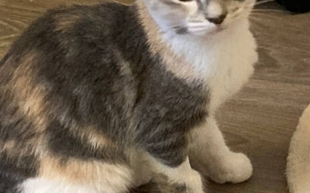 SALLY - Domestic Short Hair available for adoption