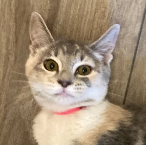 SALLY - Domestic Short Hair cat available for adoption at AARCS in Calgary (1 of 6)