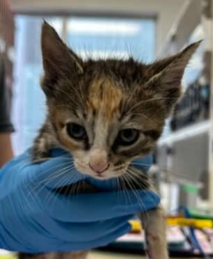 SHAZAM - Domestic Short Hair cat available for adoption in Alberta