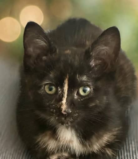 SHENZI - Domestic Short Hair cat available for adoption in Alberta