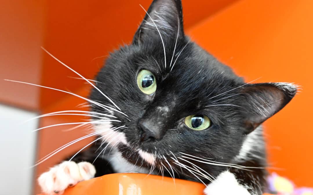 SHIRLEY - Domestic Short Hair cat available for adoption at AARCS in Calgary (1 of 5)