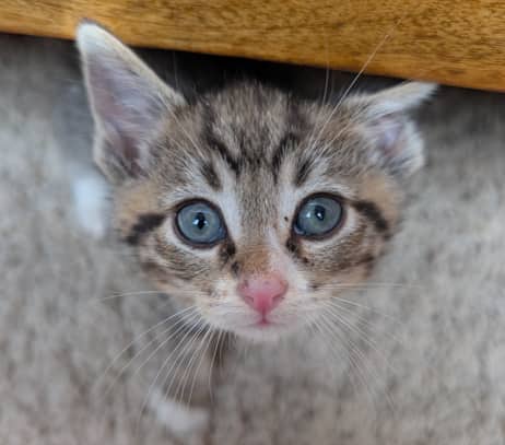 SIRI - Domestic Short Hair cat available for adoption at AARCS in Calgary (1 of 6)