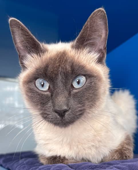 SNOWBALL - Domestic Short Hair cat available for adoption at AARCS in Calgary (1 of 6)